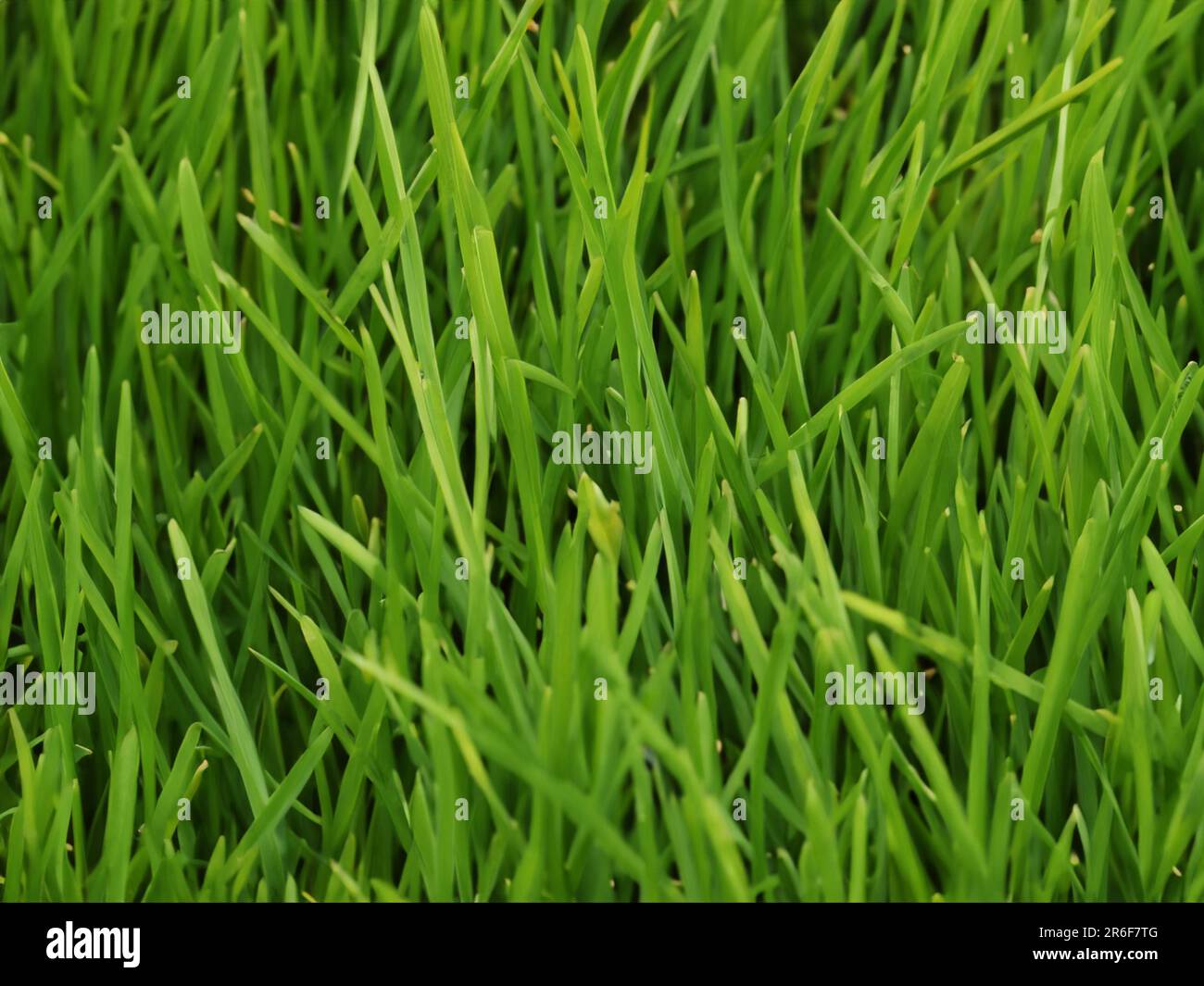 a close up of some green grass with small patches of dirt. . Stock Photo
