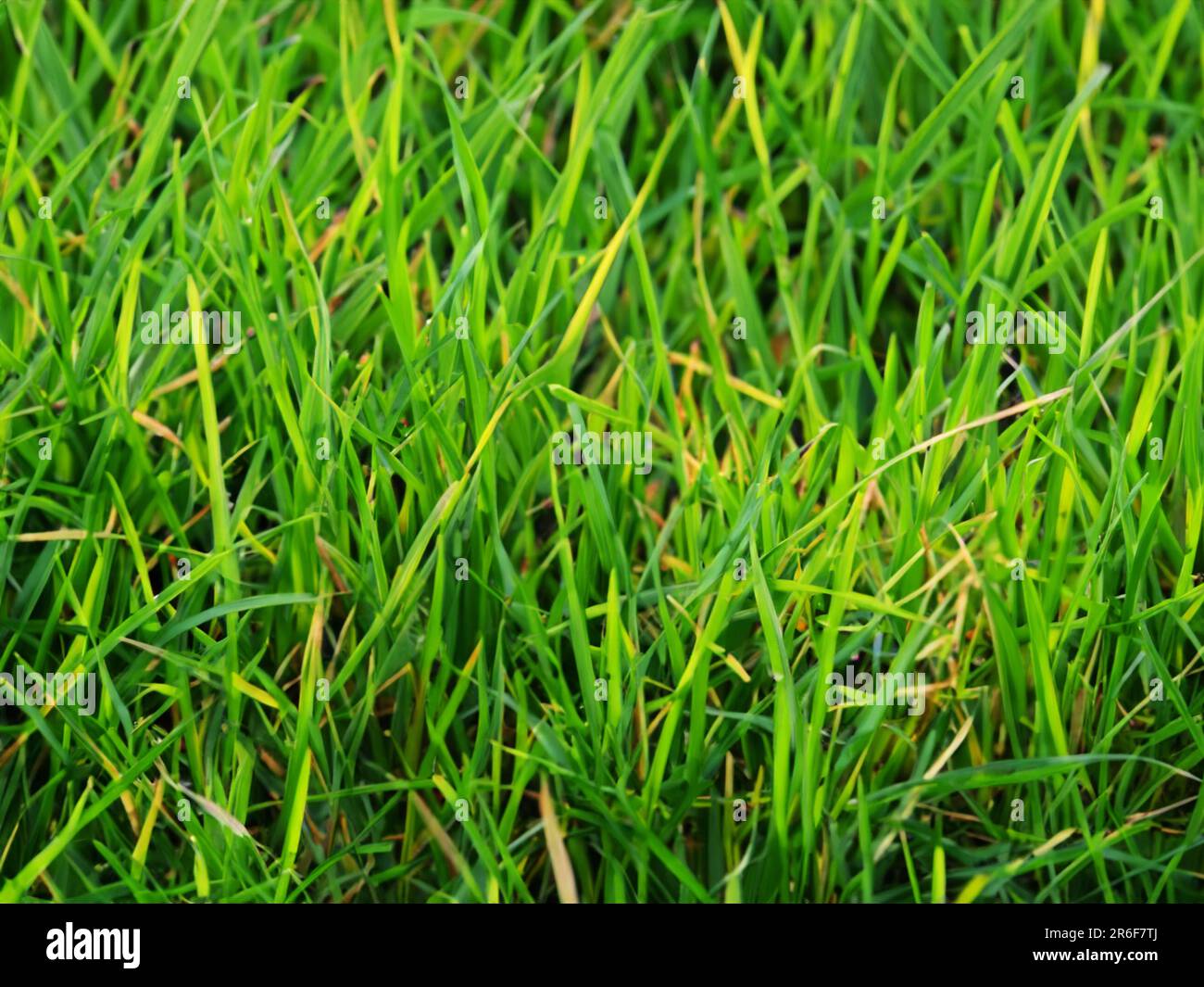 a close up of a green grass field with small patches of grass. . Stock Photo