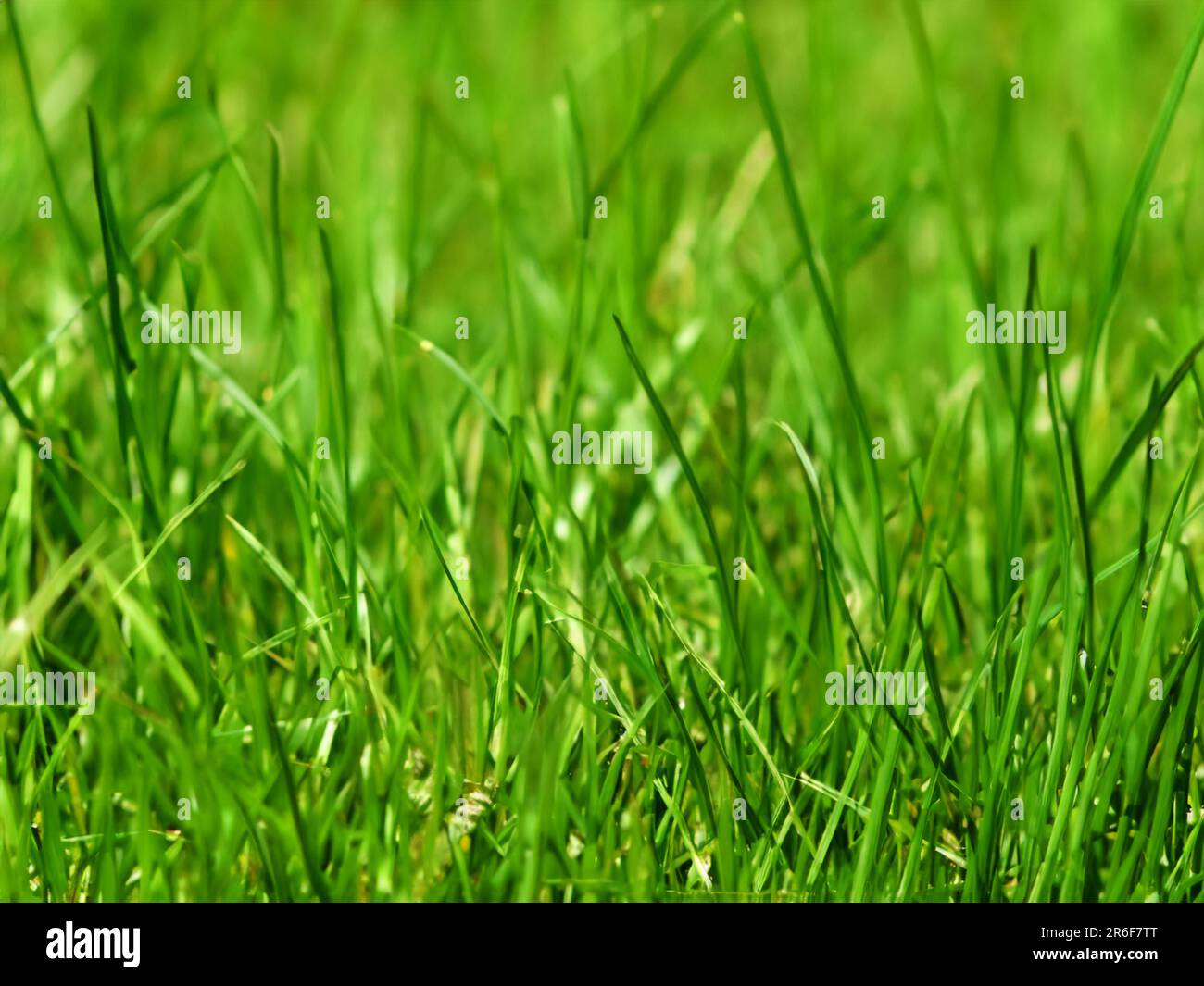 a close up of some green grass with a blurry background Stock Photo - Alamy