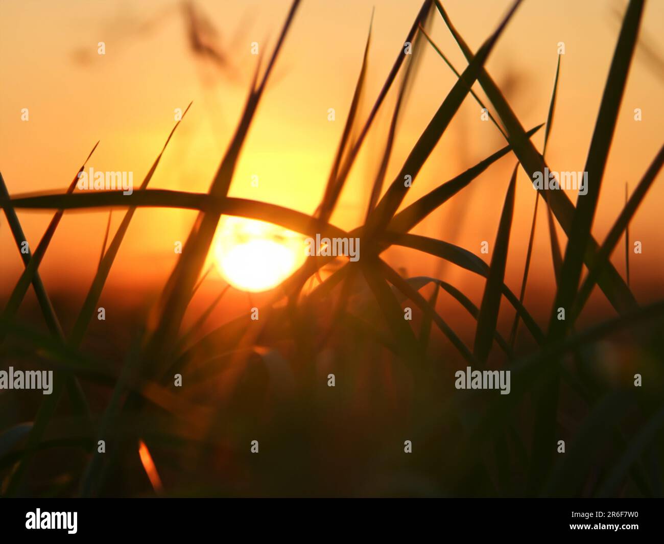 the sun is setting over a field of grass with tall grass in the foreground. . Stock Photo