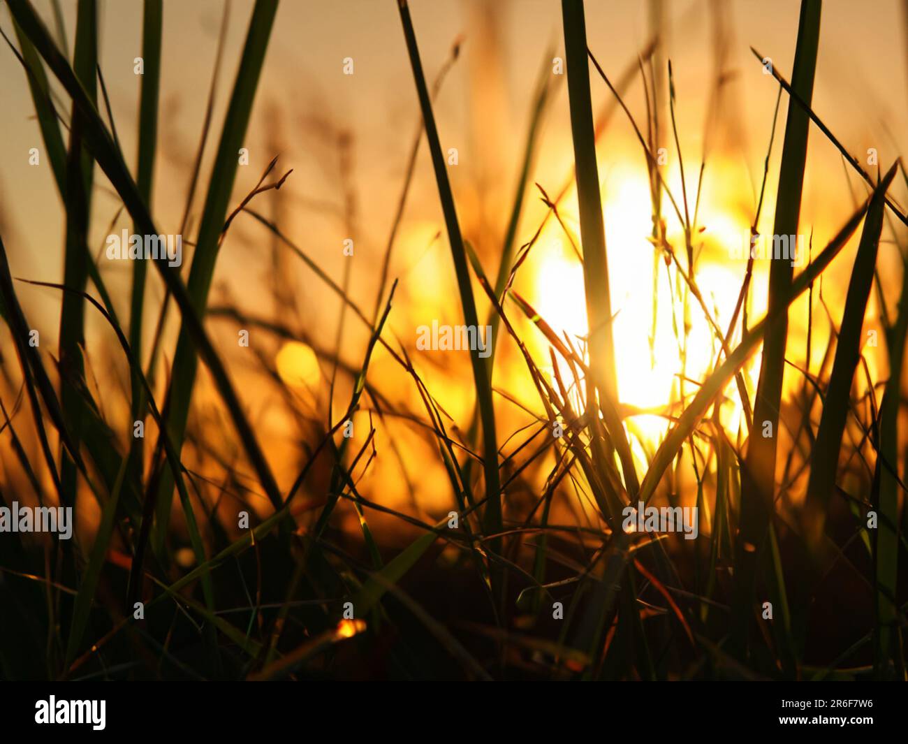 the sun is setting over the grass in a field of tall grass. . Stock Photo