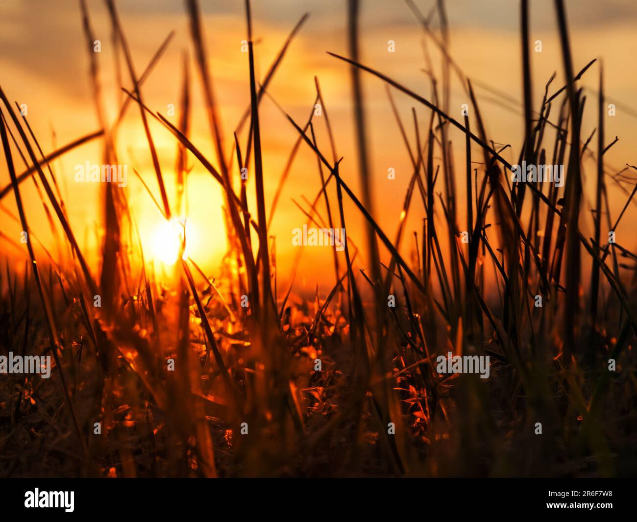 the sun is setting over a field of tall grass with tall grass in the foreground. . Stock Photo