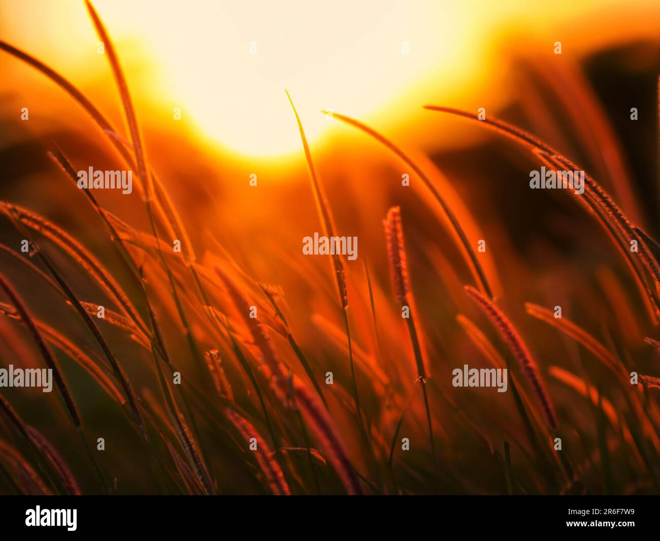 the sun is setting over a field of tall grass in the foreground. . Stock Photo
