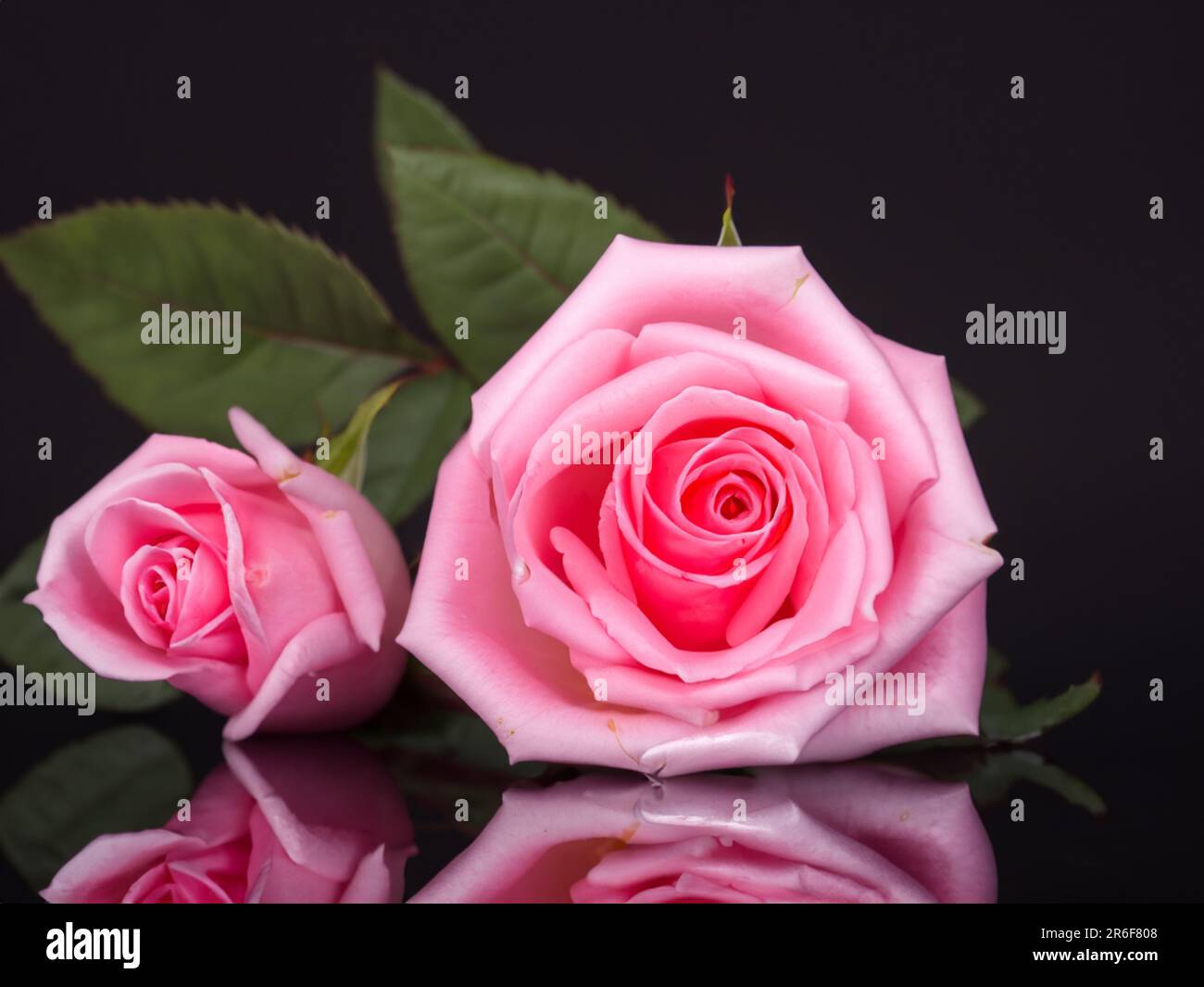 two pink roses with green leaves on a black background with a reflection. . Stock Photo