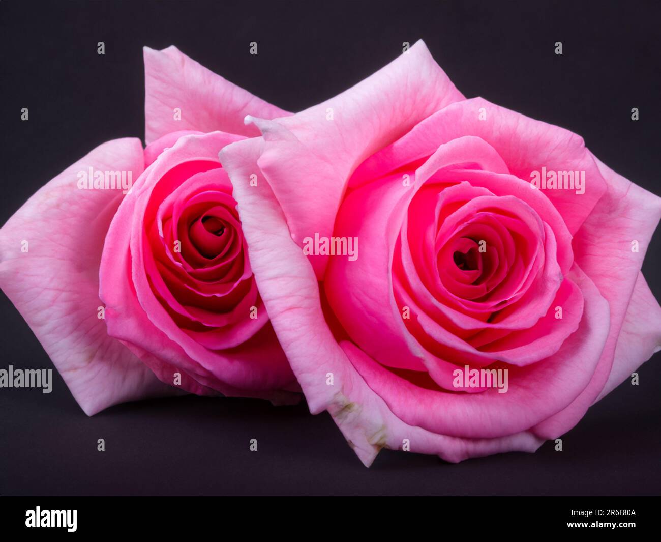 two pink roses on a black background with a black background. . Stock Photo
