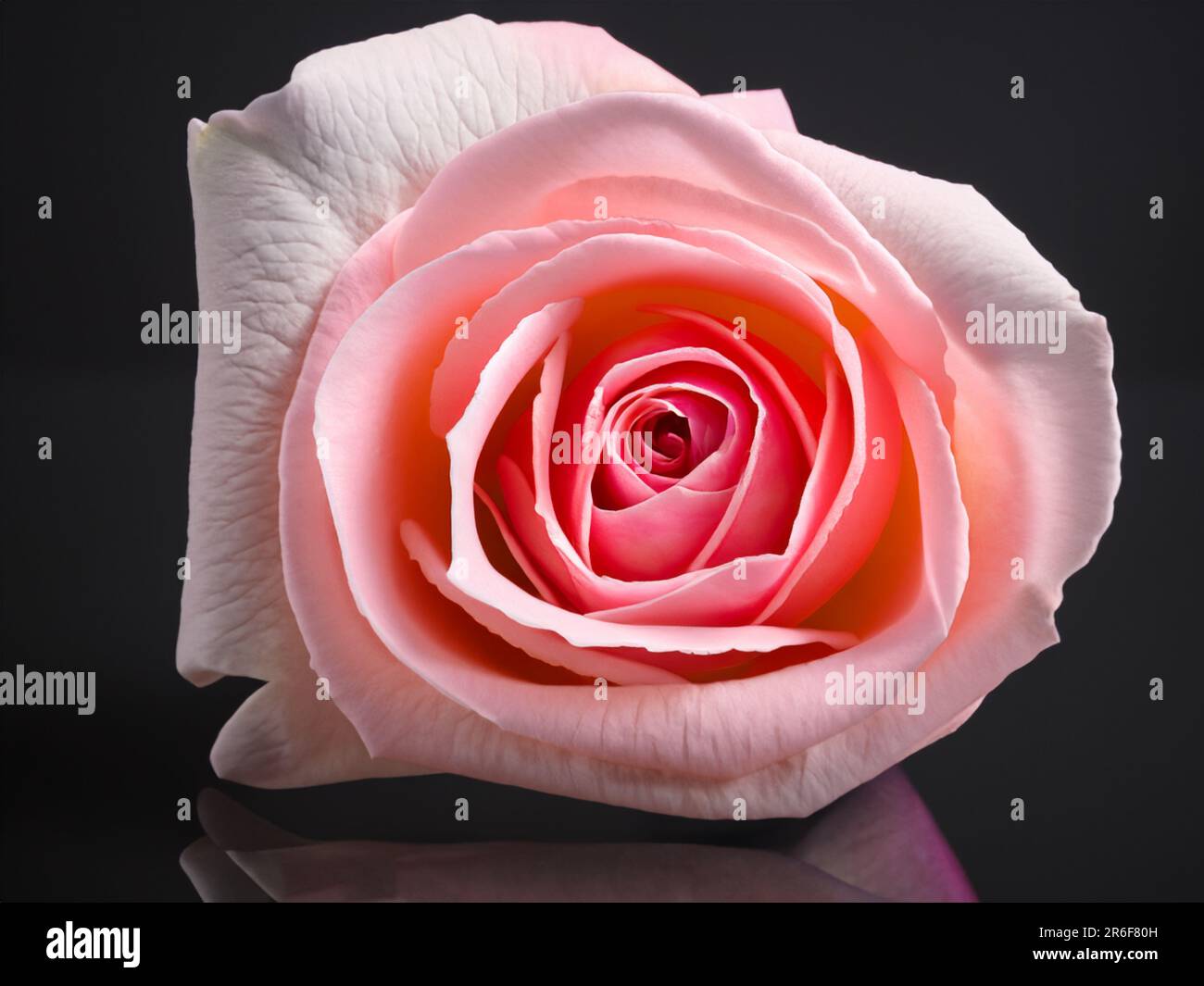 a pink rose is shown on a reflective surface with a black background. . Stock Photo