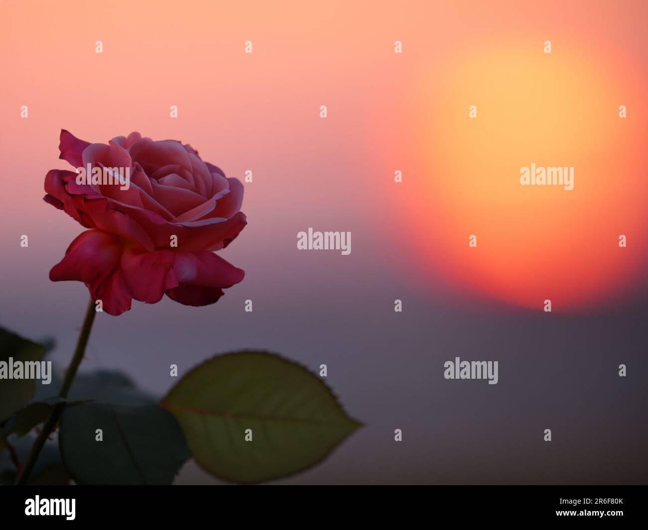 a single pink rose with the sun setting in the background. . Stock Photo