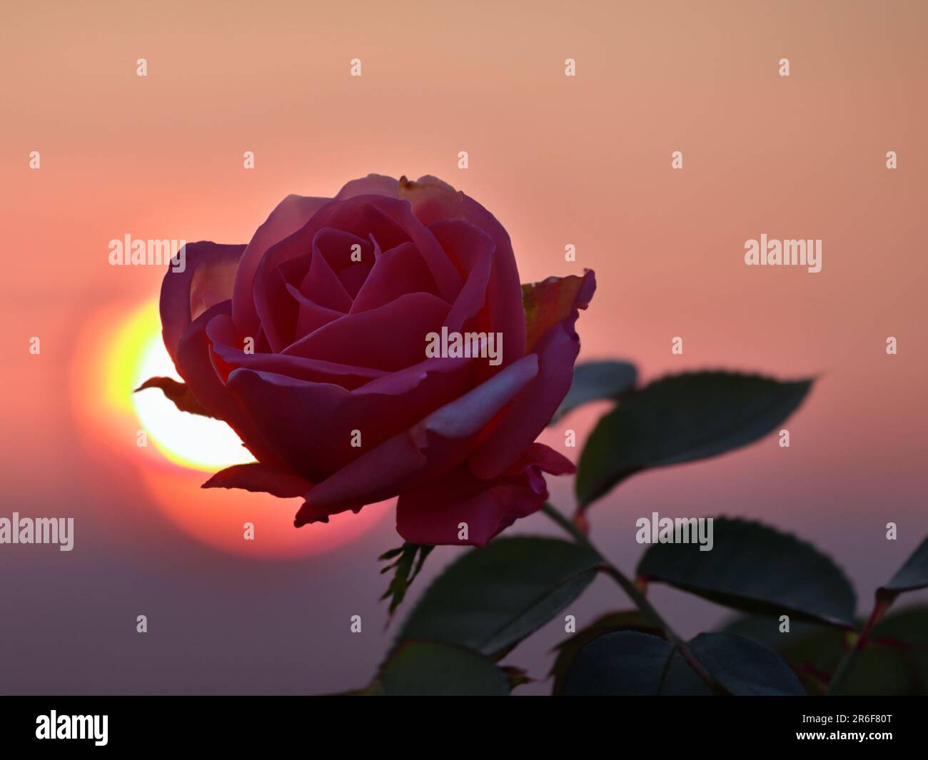 a pink rose with the sun setting in the distance behind it. . Stock Photo