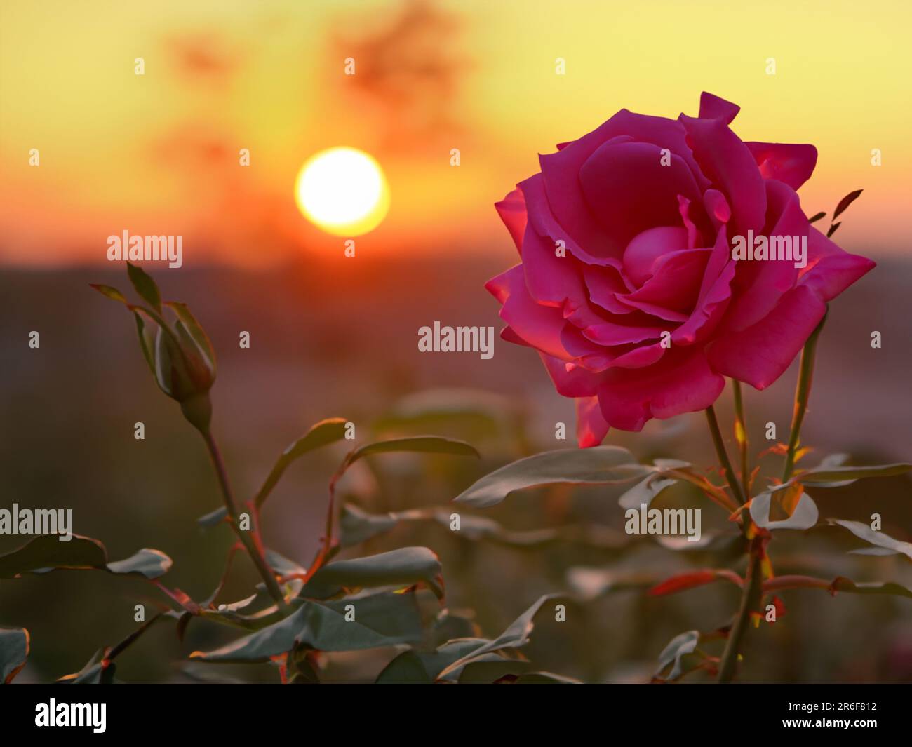 a single pink rose in front of a setting sun in a field. . Stock Photo