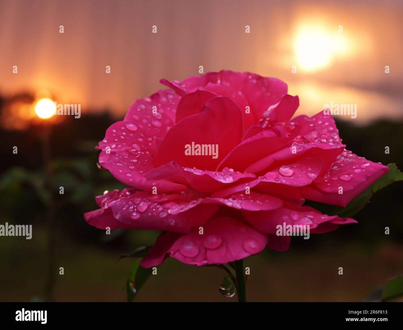 a pink flower with water droplets on it's petals. . Stock Photo