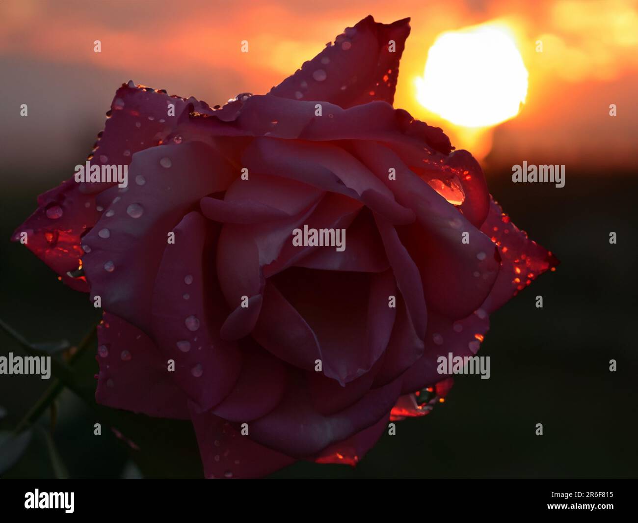 a pink rose with drops of water on it in front of a sunset Stock Photo ...