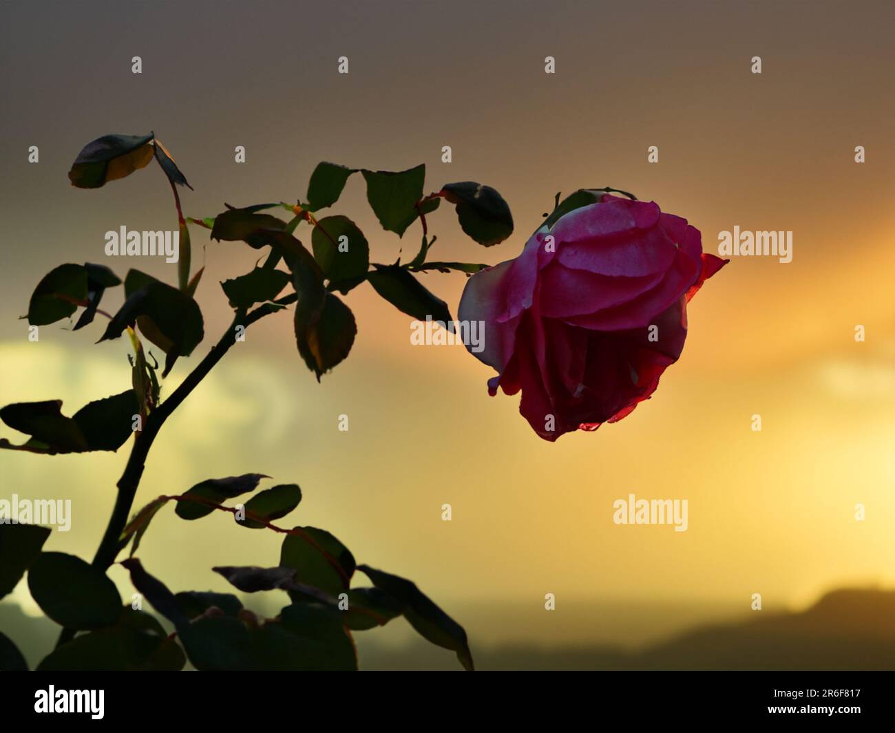 a single pink rose is in the foreground of a sunset. . Stock Photo