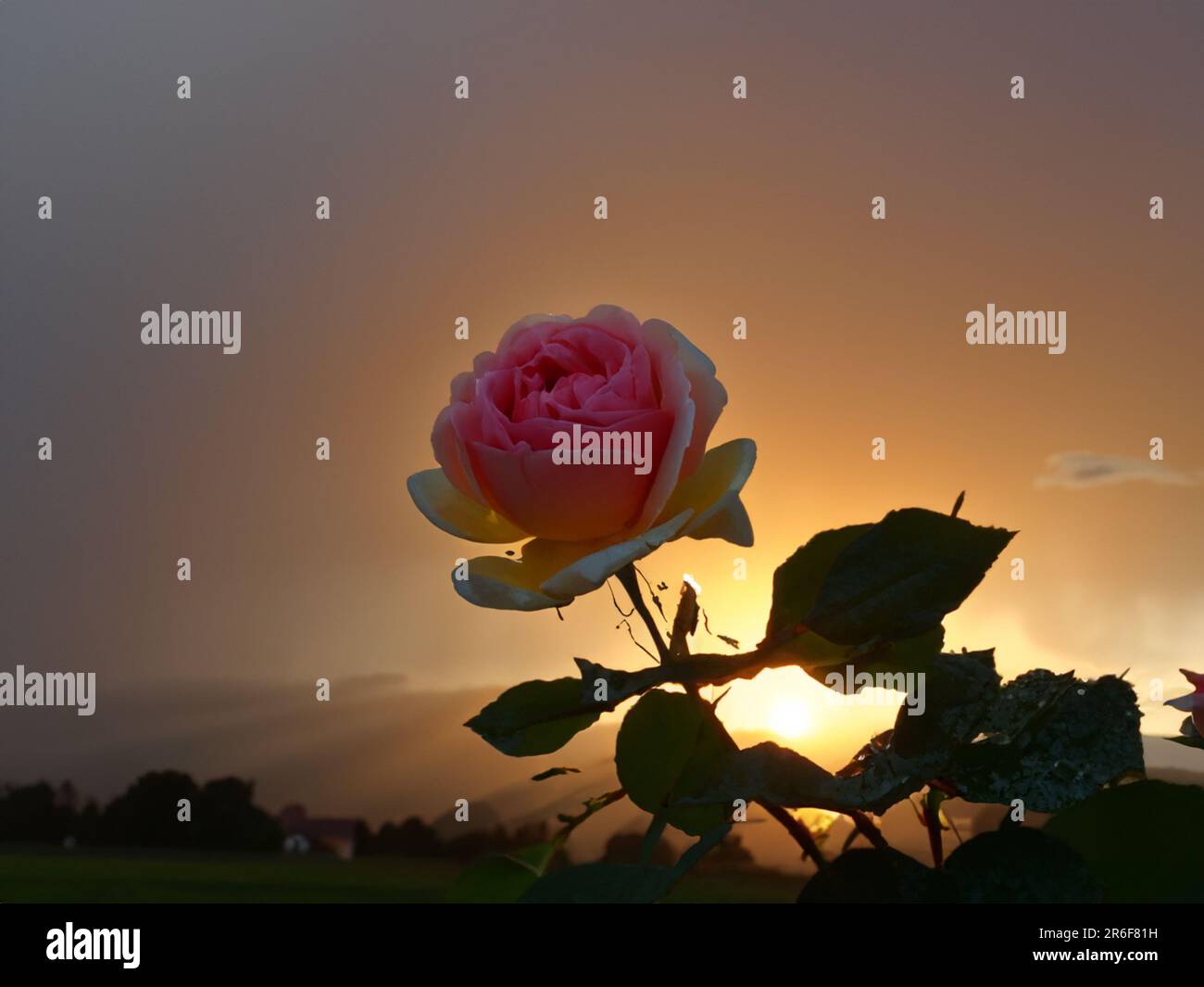a pink rose is in the foreground with a sunset in the background. . Stock Photo