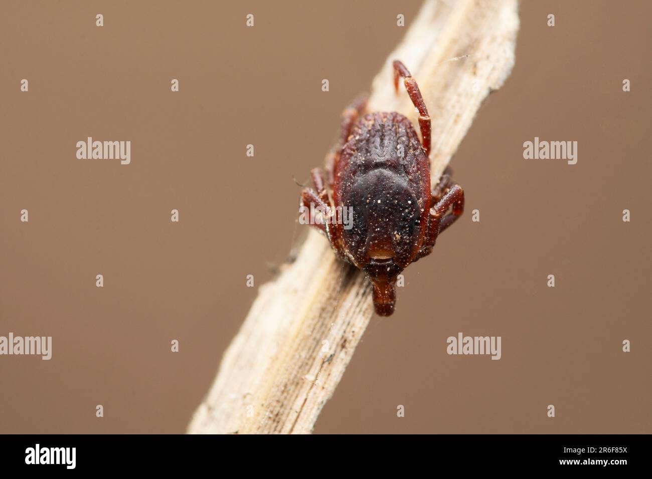 Hard bodied tick, Hyalomma marginatum at Satara, Maharashtra, India Stock Photo