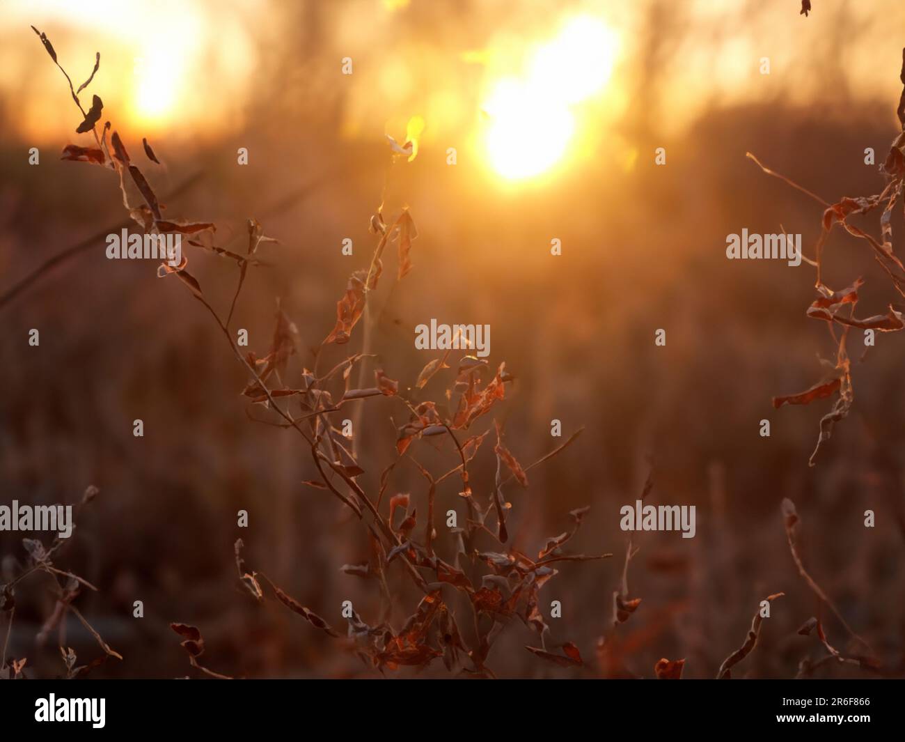 the sun is setting over a field of dead grass and weeds. . Stock Photo