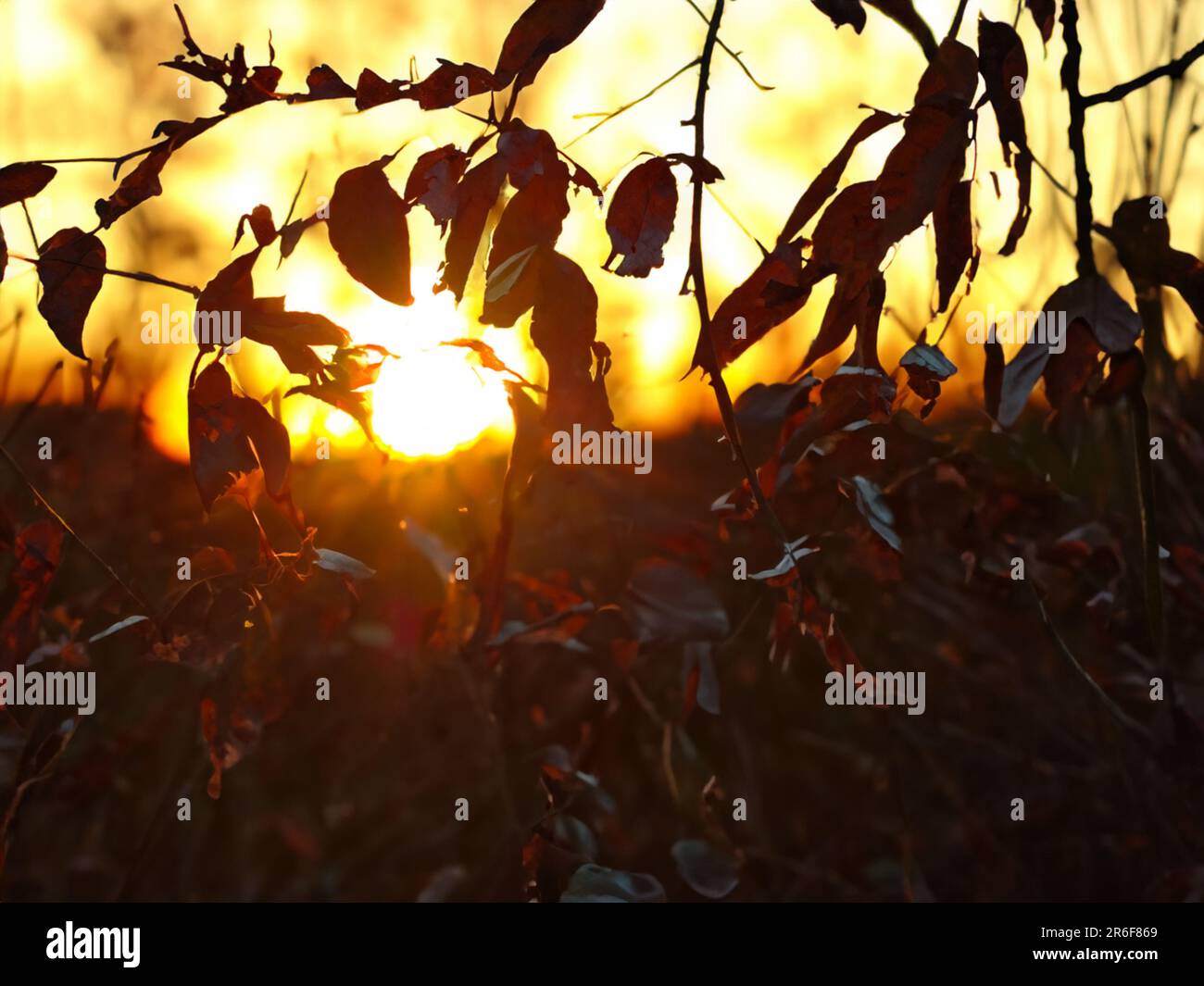 the sun is setting behind a bush with leaves in the foreground. . Stock Photo