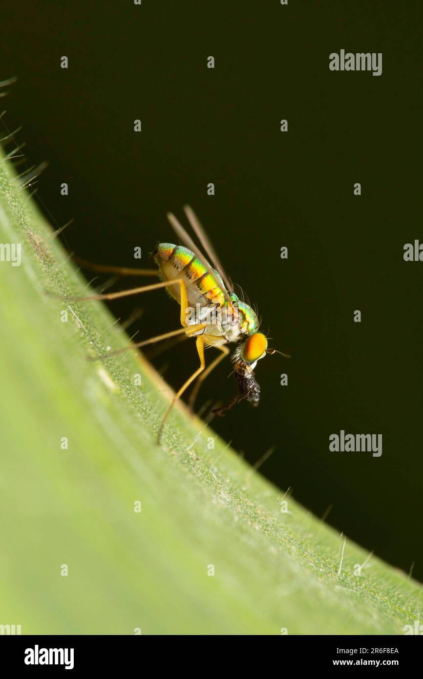 Lateral view of Long legged fly, Condylostylus clunalis at Satara, Maharashtra, India Stock Photo