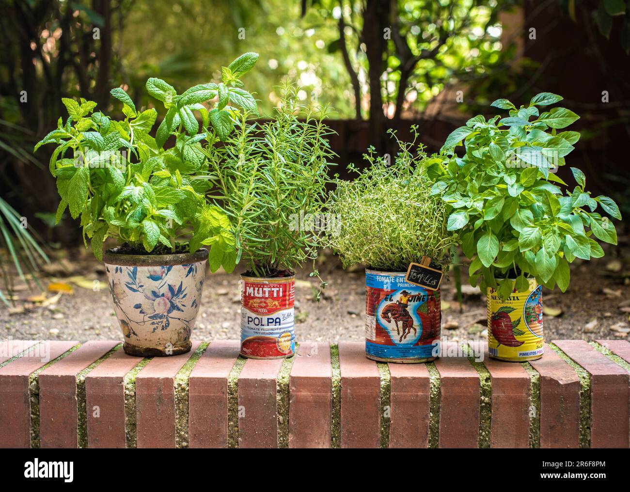 Aromatic herb plants, Spearmint, Rosemary, Lemon thyme and Lemon basil, planted in tin cans. Stock Photo