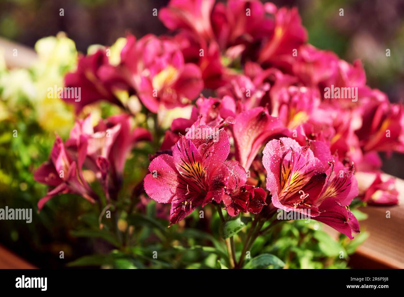 Red amaryllis flowers growing in pots on the balcony Stock Photo