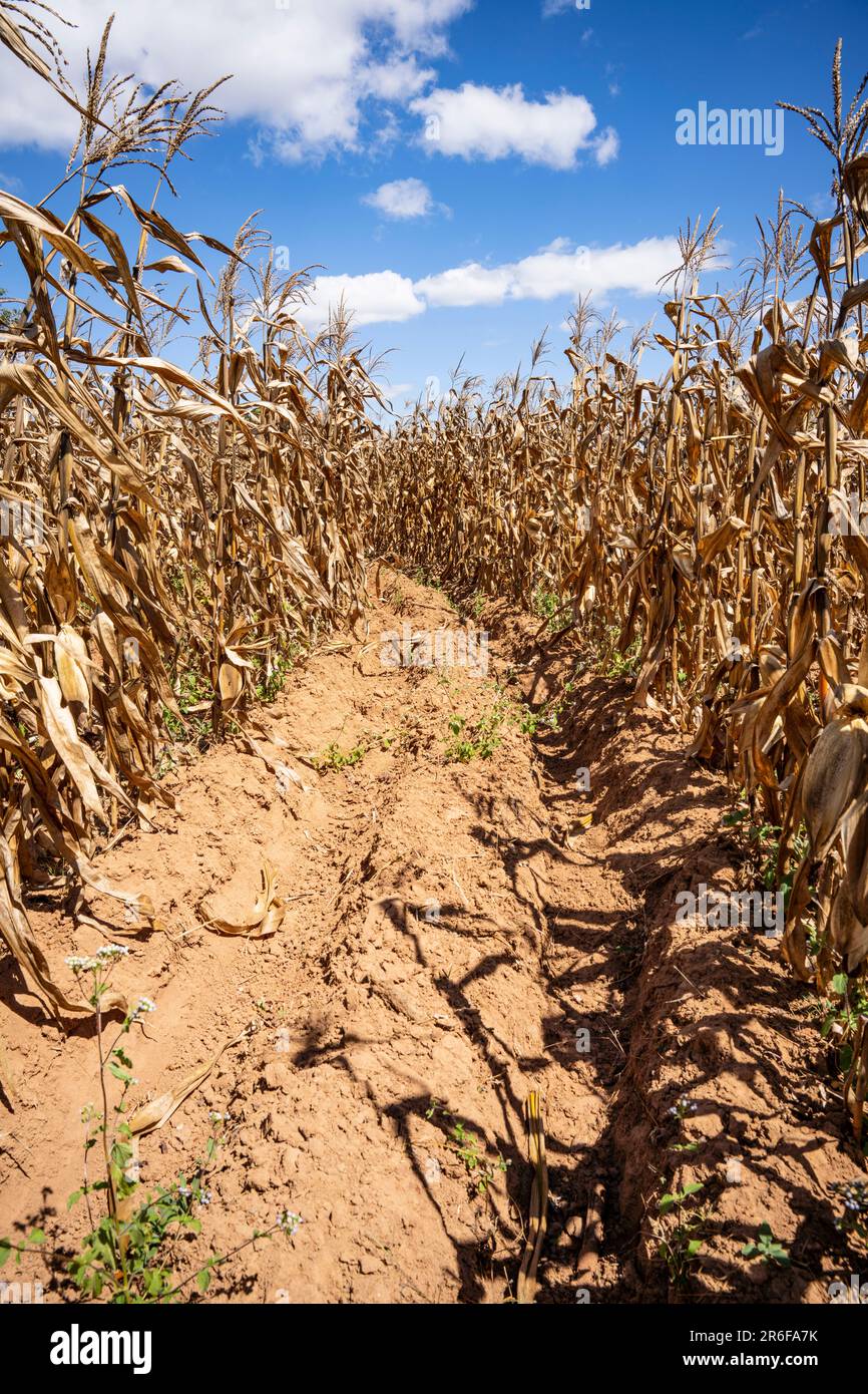 Deep-bed farming (conservation agrciulture) plot with post-harvest maize in Malawi Stock Photo