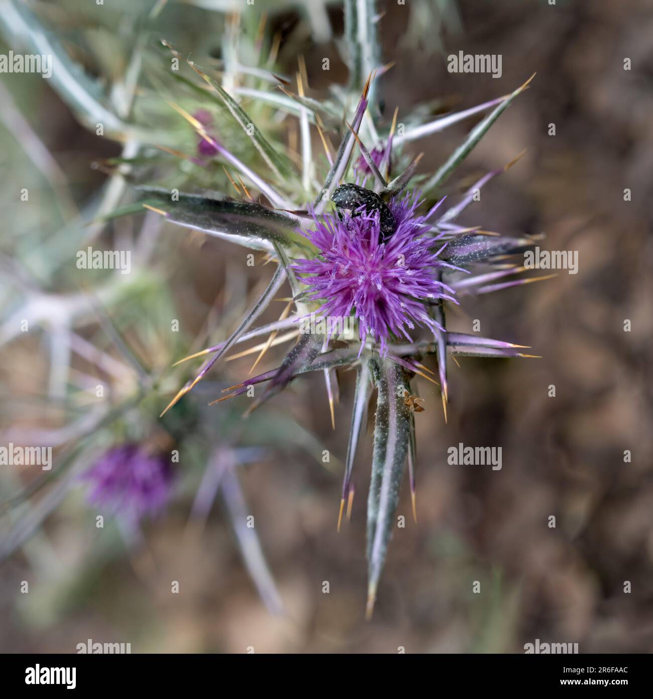 Milk Thistle Silybum eburneum Photographed in Jezreel Valley, Israel in May Stock Photo