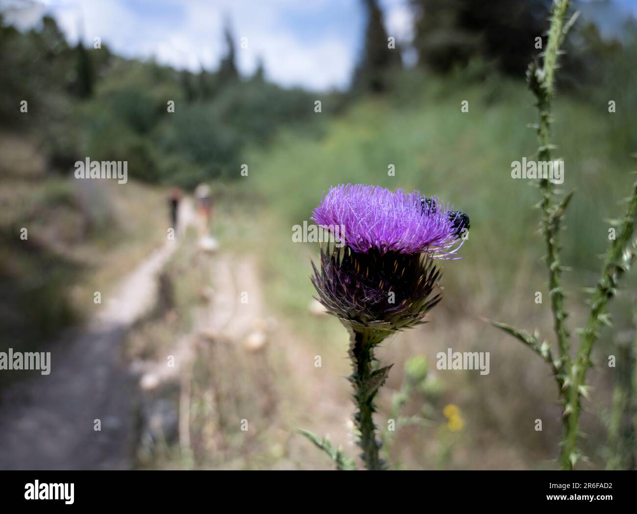 Cirsium is a genus of perennial and biennial flowering plants in the Asteraceae, one of several genera known commonly as thistles. They are more preci Stock Photo