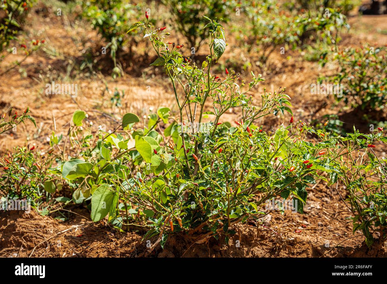 Chili pepper growing in a farmer's field in Malawi. Stock Photo