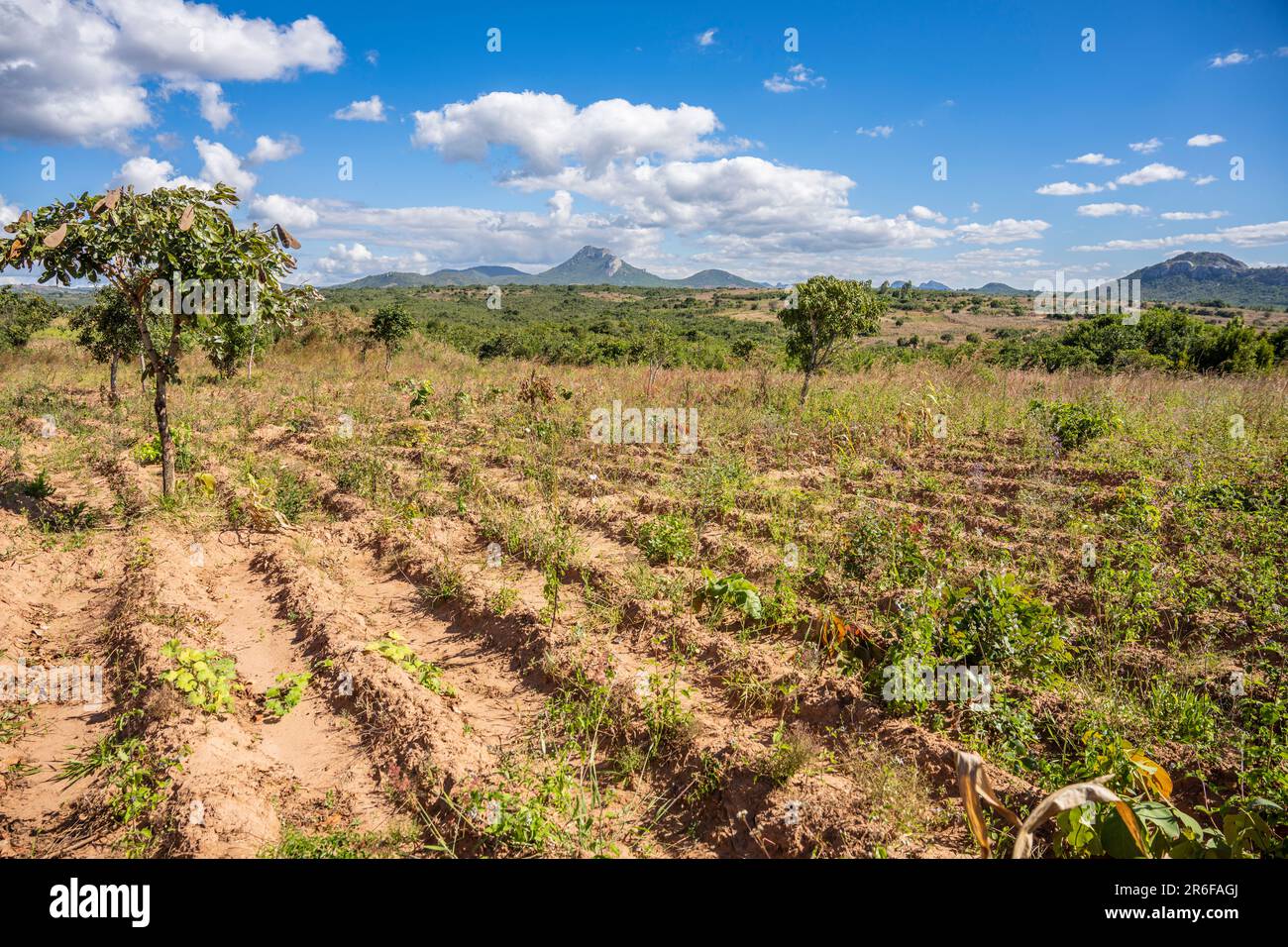 Traditional ridge and furrow cultivation on a farm in rural Malawi Stock Photo