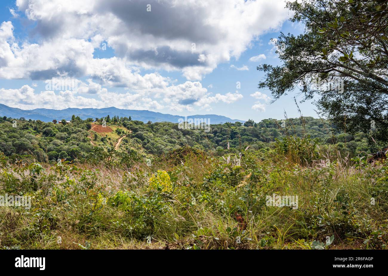 Green forested catchment in rural Malawi Stock Photo
