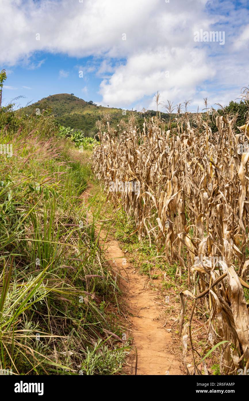 Pathway through a post-harvest maize field in rural Malawi Stock Photo