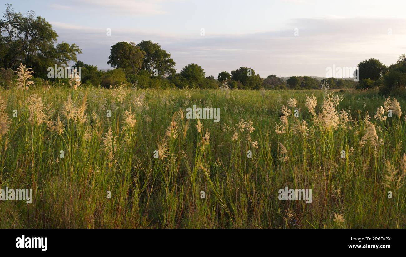 Bordering trees hi-res stock photography and images - Alamy