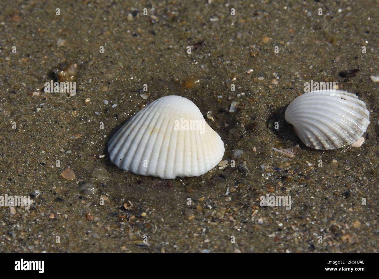Seashell on the beach low tide. Gulf of Morbihan, holidays, french