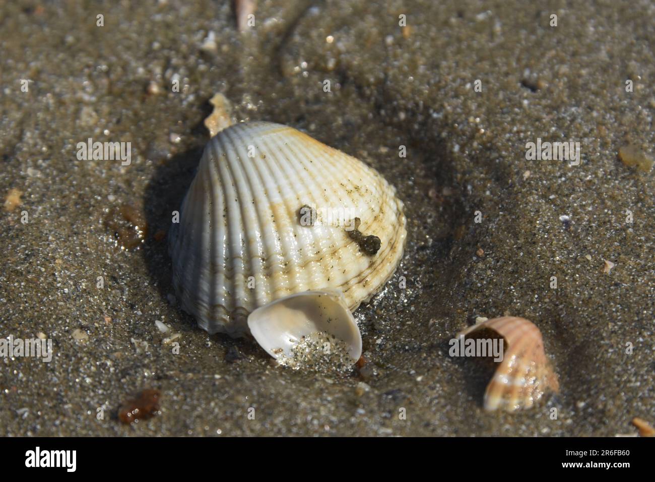 Seashell on the beach low tide. Gulf of Morbihan, vannes, Damgan ...