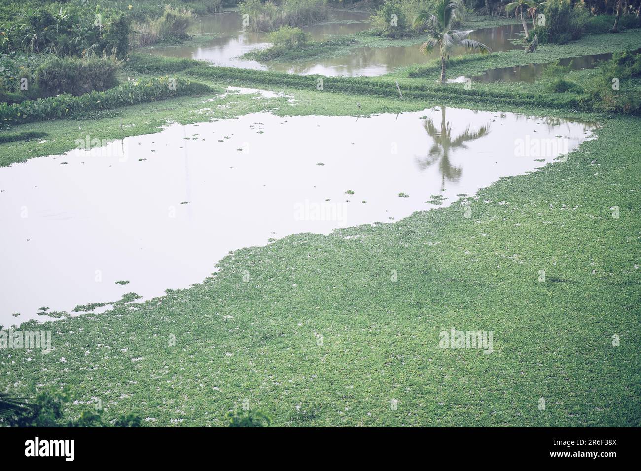 common green rootless duckweed plant on water in pond swamp Stock Photo common green rootless duckweed plant on water in pond swamp Stock Photo