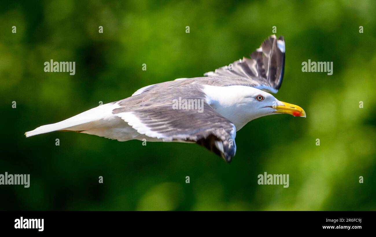 single Seagull bird in flight Stock Photo