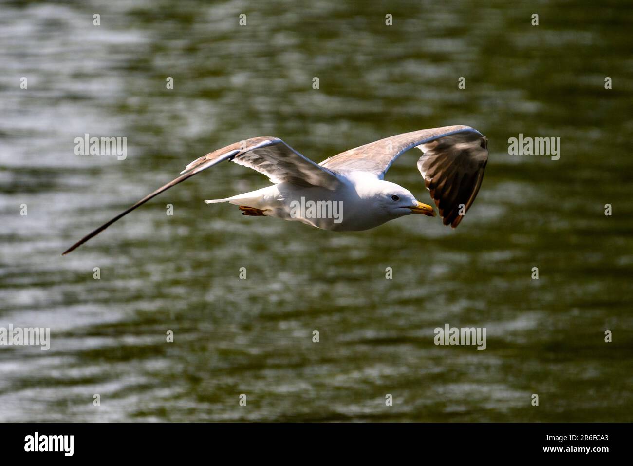 single Seagull bird in flight Stock Photo