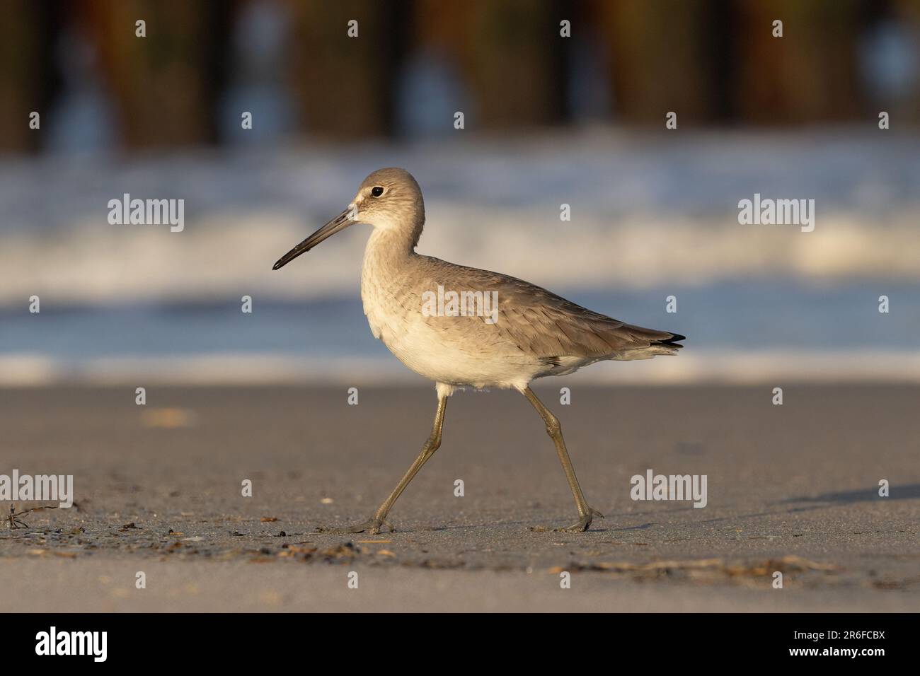 single willet on the beach near the waves Stock Photo