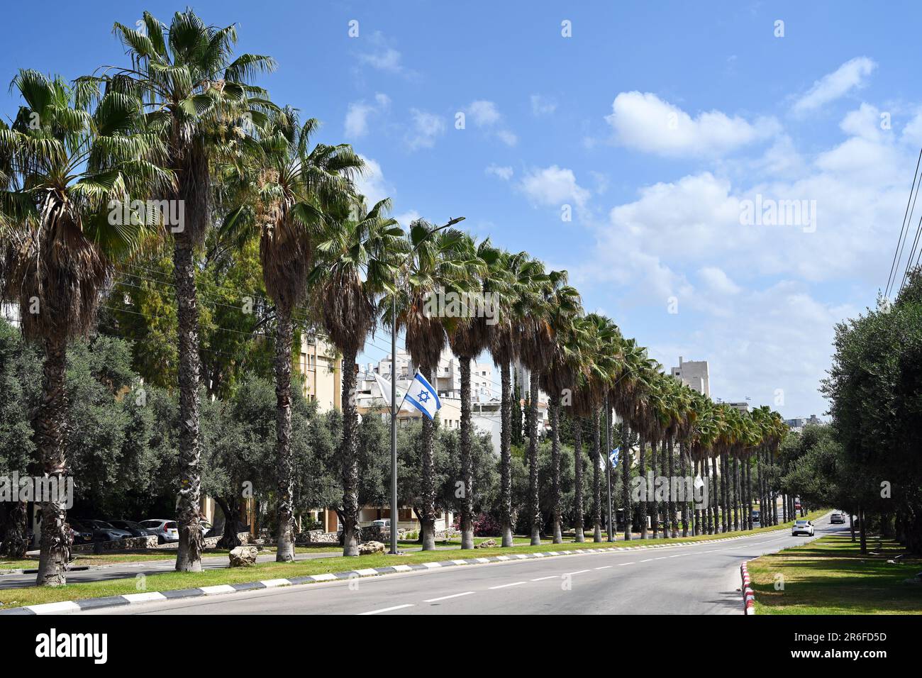 Avenue of palm trees Stock Photo