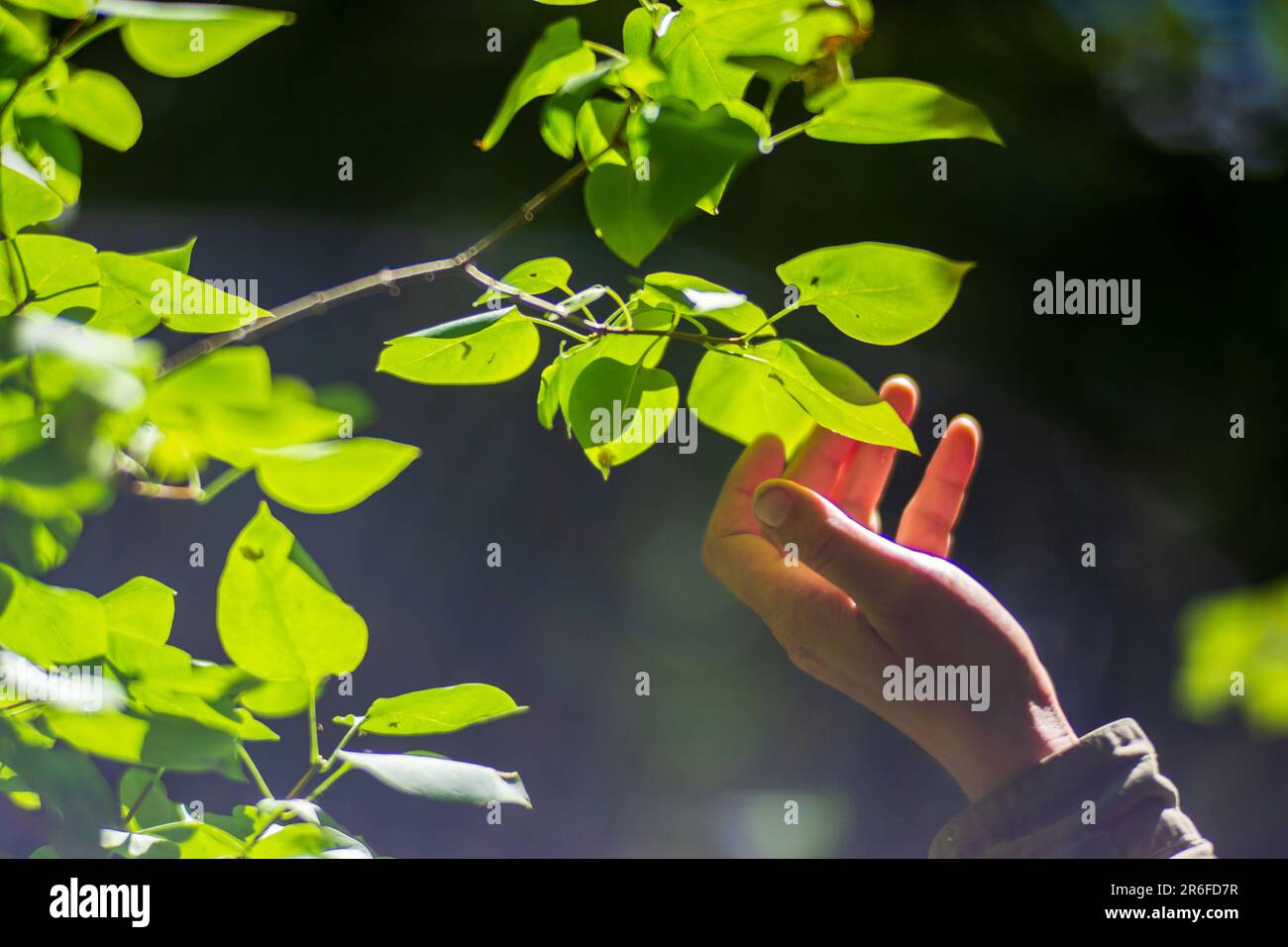 A man's hand touches a tree branch with foliage. Caring for the ...