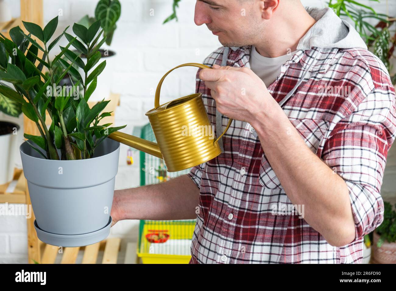Man waters home plants Zamioculcas from his collection of rare species from a watering can, grown with love on shelves in the interior of the house. H Stock Photo