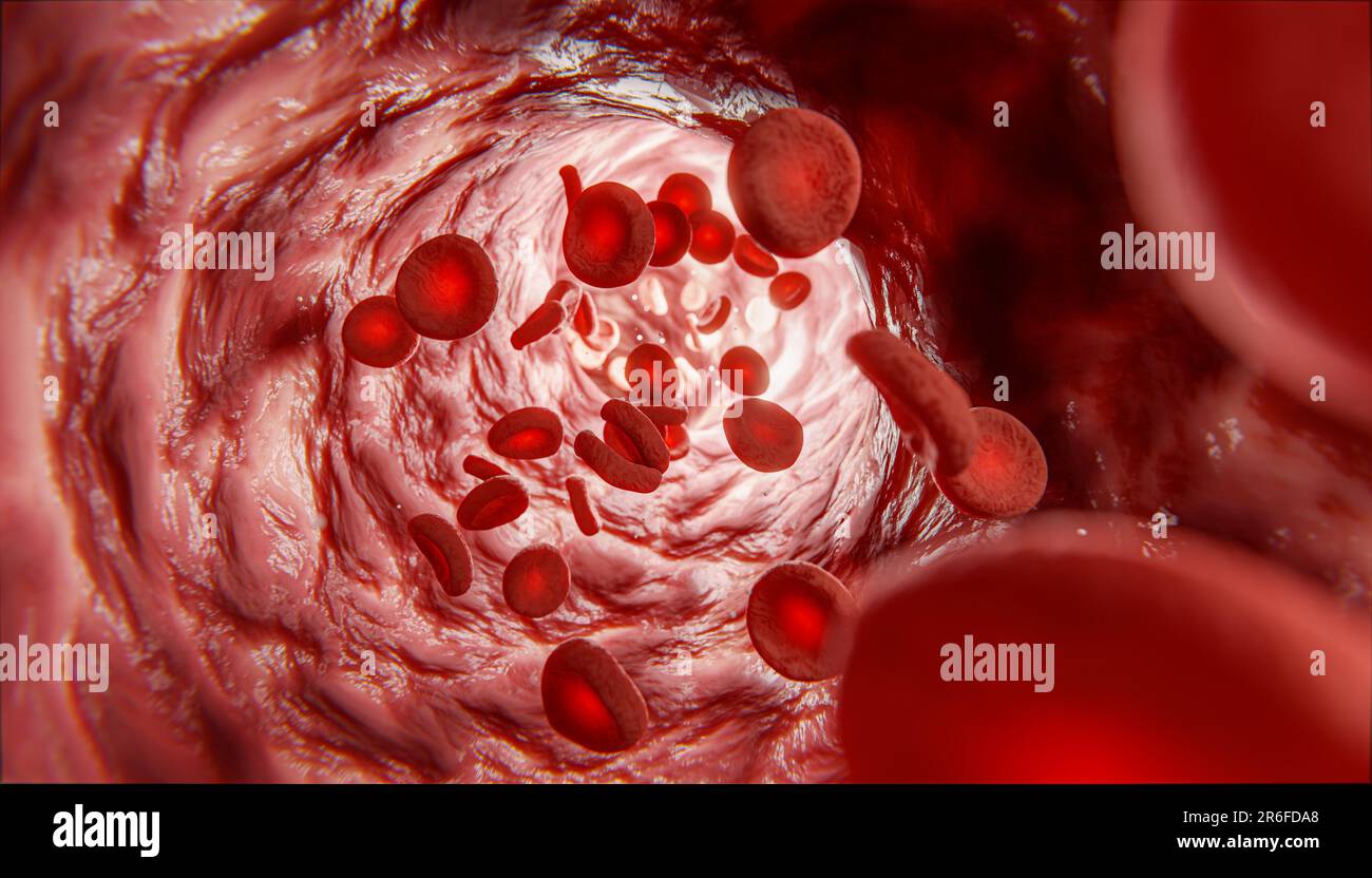 Blood cells in vein. Red blood cells circulating in blood vessels. medical health care. Vascular therapy. Blood vessel with flowing erythrocytes. 3d i Stock Photo
