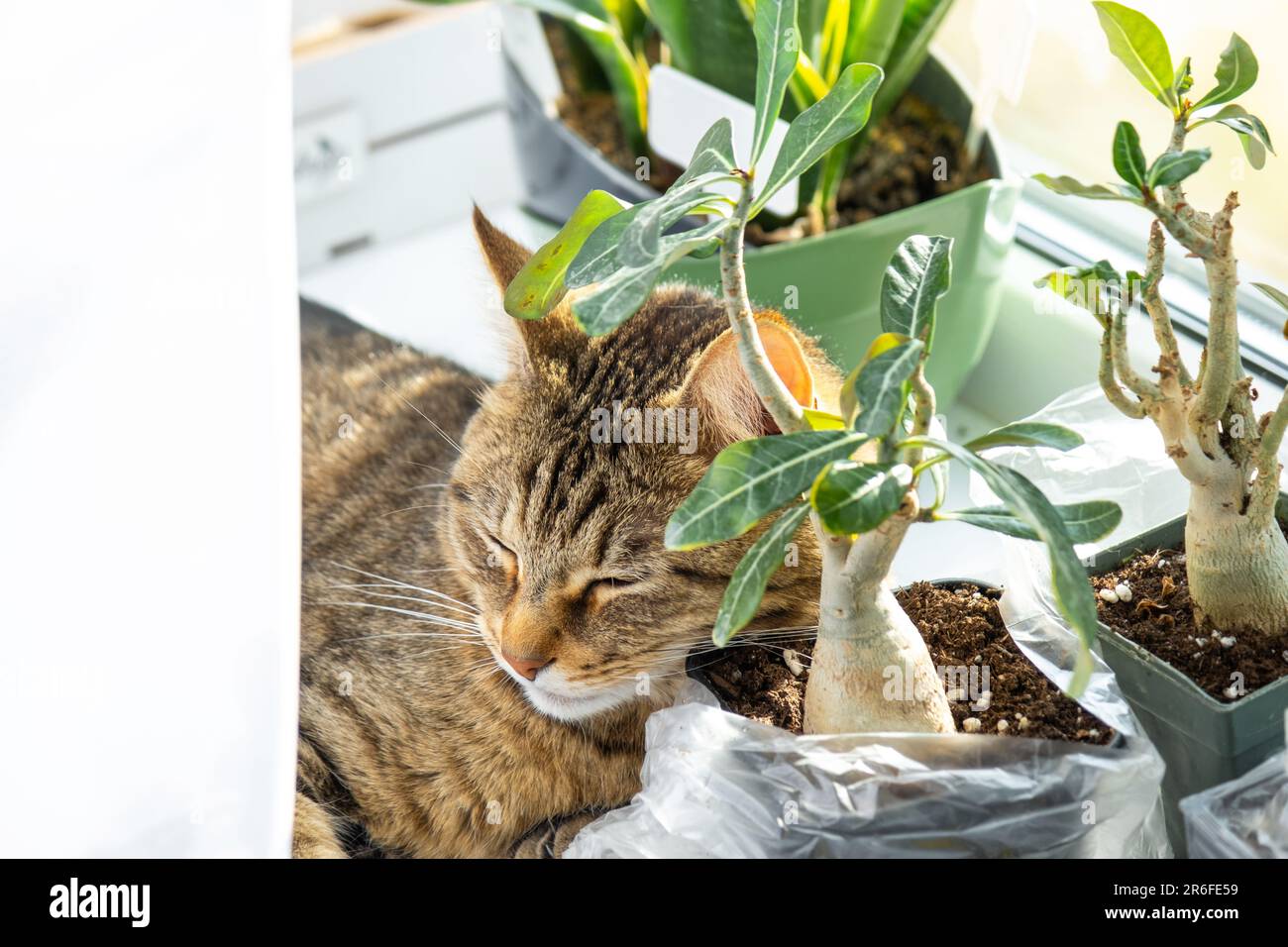 money tree bloom Braided Money Tree, Potted main image 0