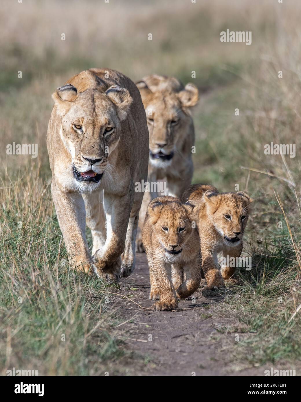 A Pride Of Lions Playing With Cubs In Maasai Mara National Reserve In 