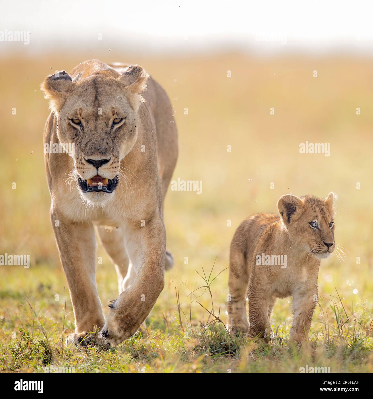 A Pride Of Lions Playing With Cubs In Maasai Mara National Reserve In 