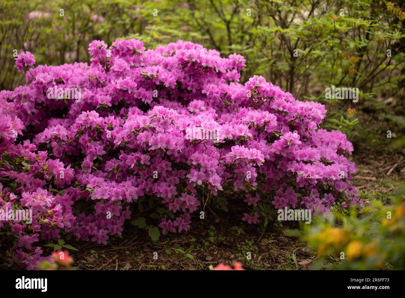 White azalea in the greenhouse hi-res stock photography and images - Alamy