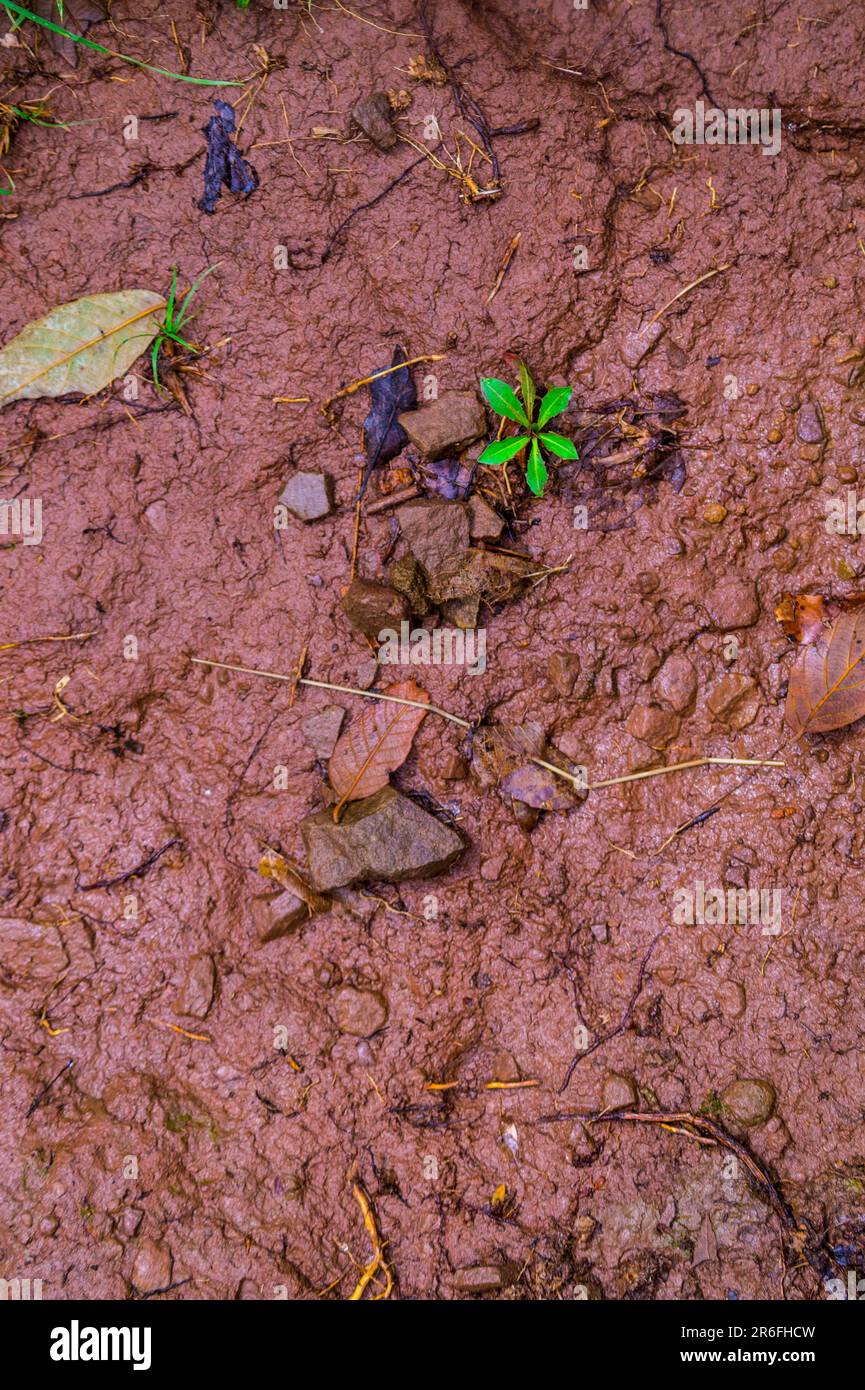 A small green plant growing in the mud, with its new leaves emerging