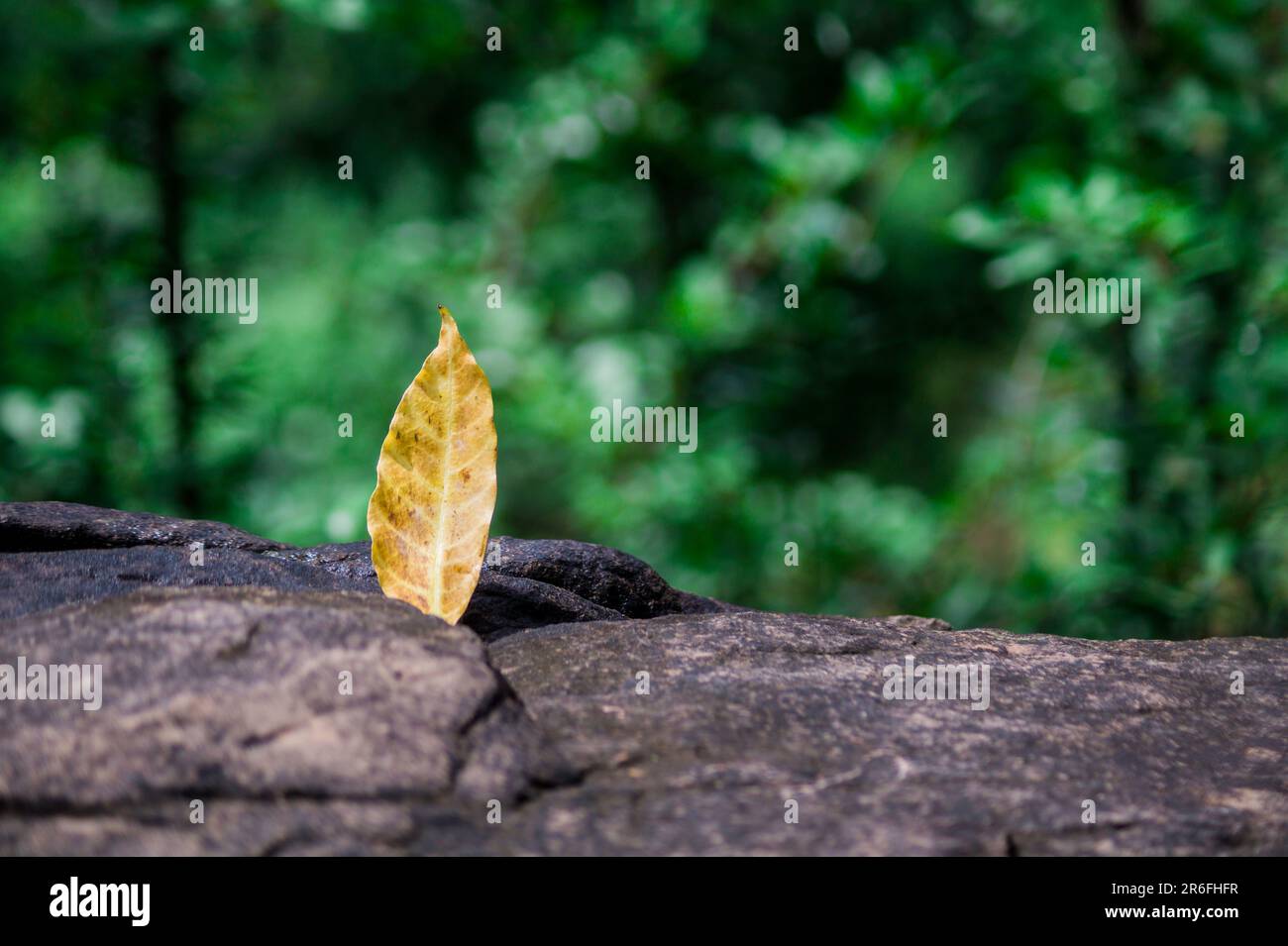 Jagged edge of leaf hi-res stock photography and images - Alamy