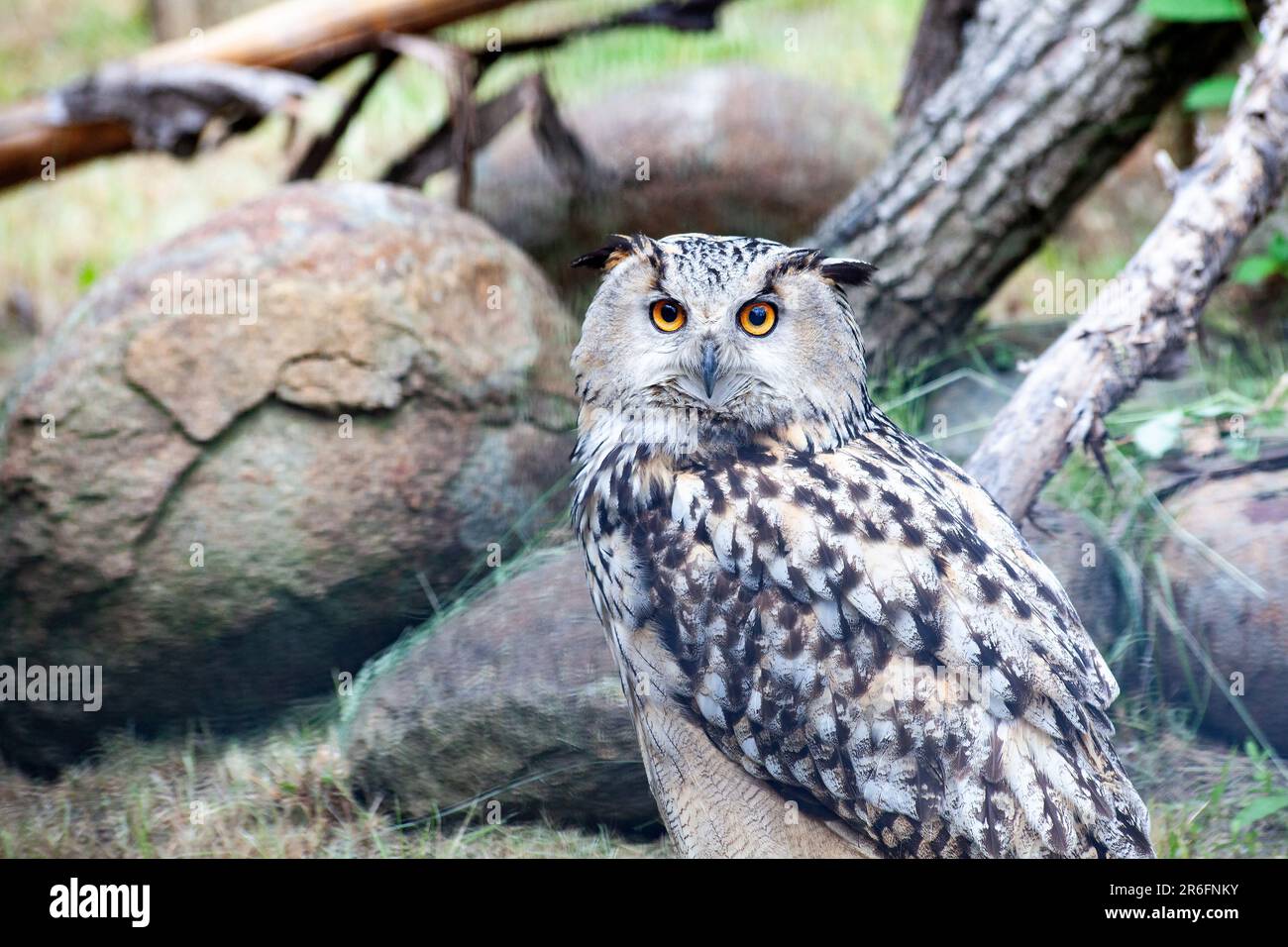 Great Horned Owl, Bubo Virginianus Subarcticus. Owl portrait Stock Photo