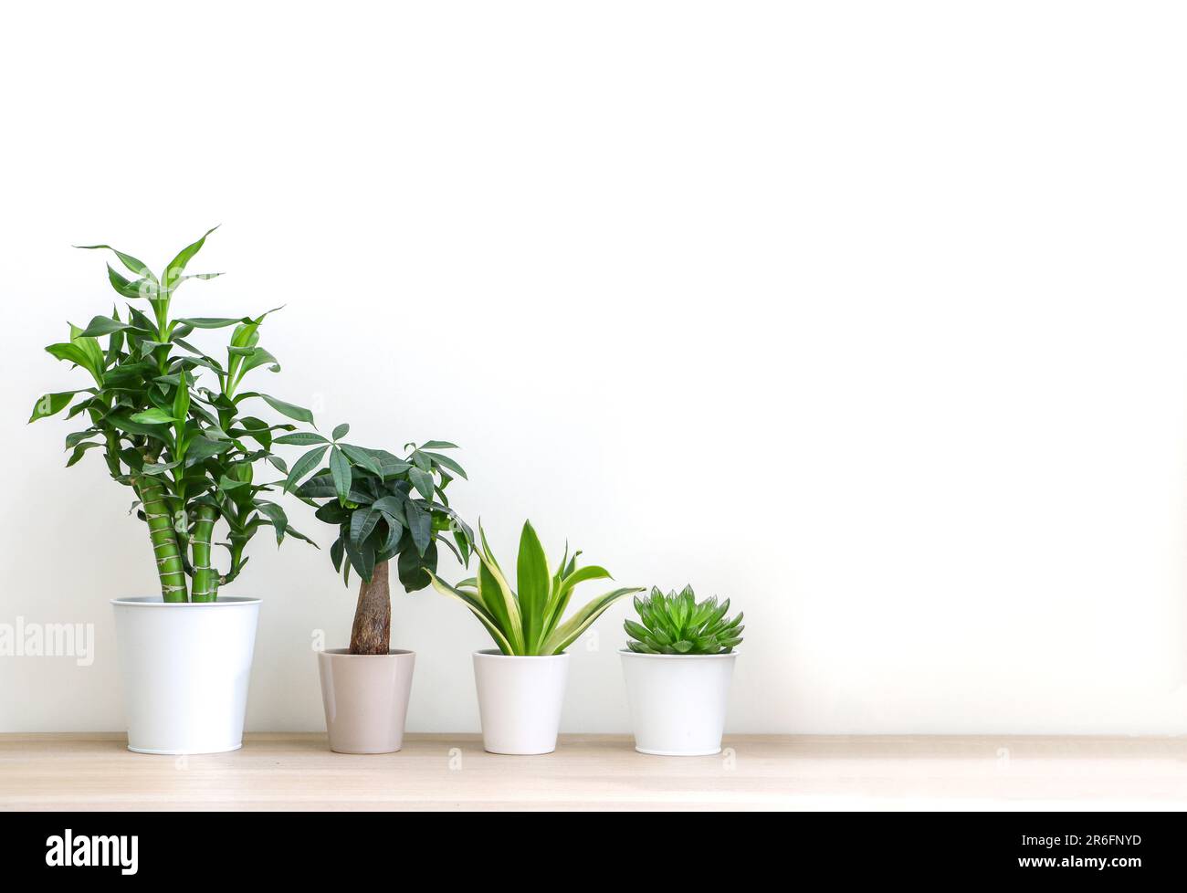 Different house plants lined in height order, tallest too smallest, against white wall, on wooden floor, freshening up and decorating up spacious room Stock Photo