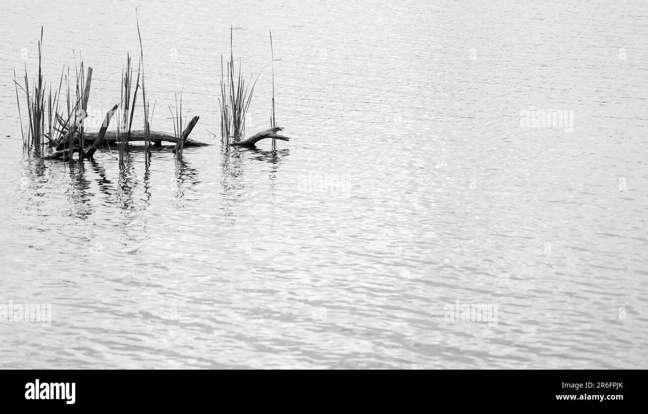 Calm river water plants Black and White Stock Photos & Images - Alamy